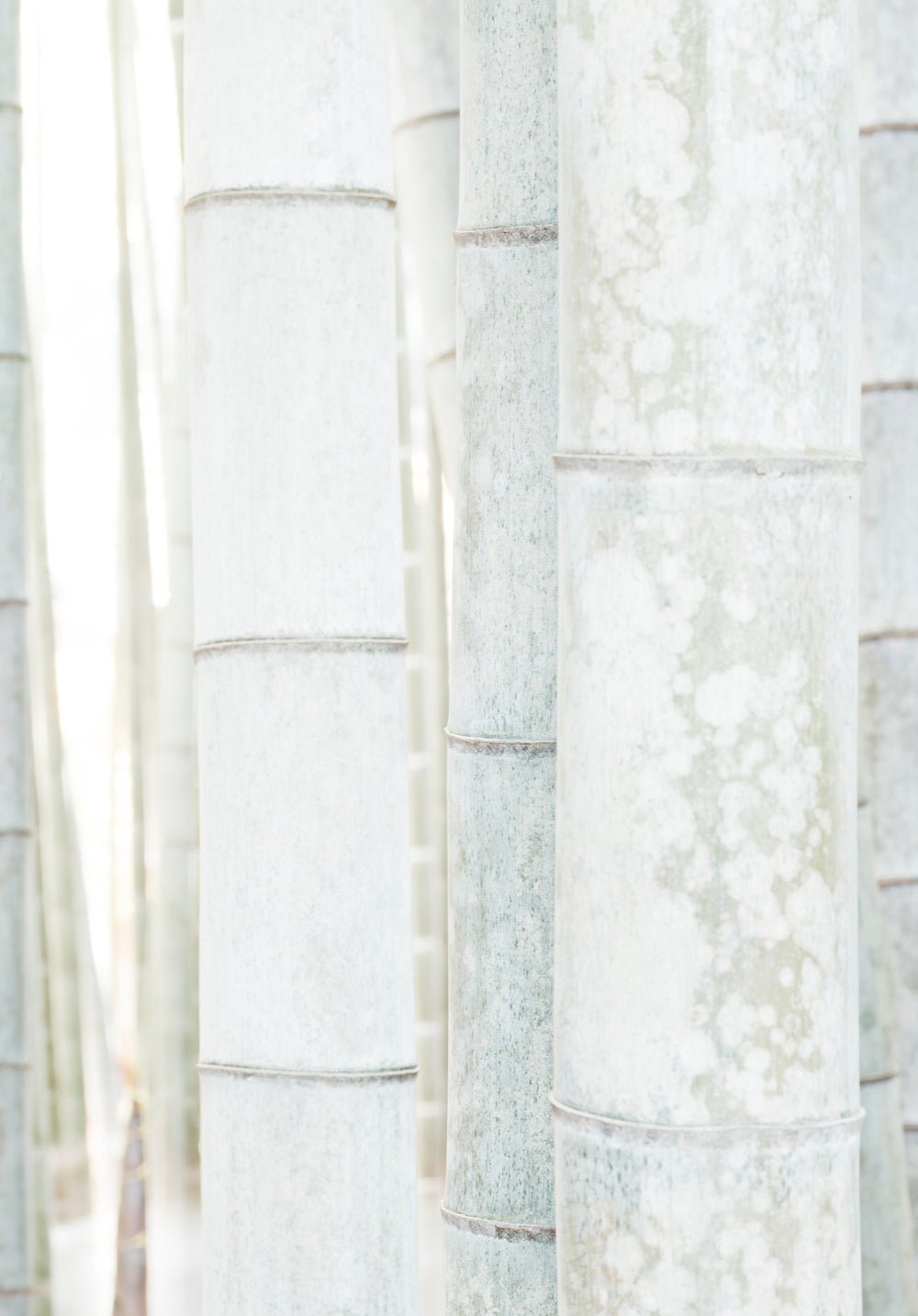 White bamboo 6, Japan