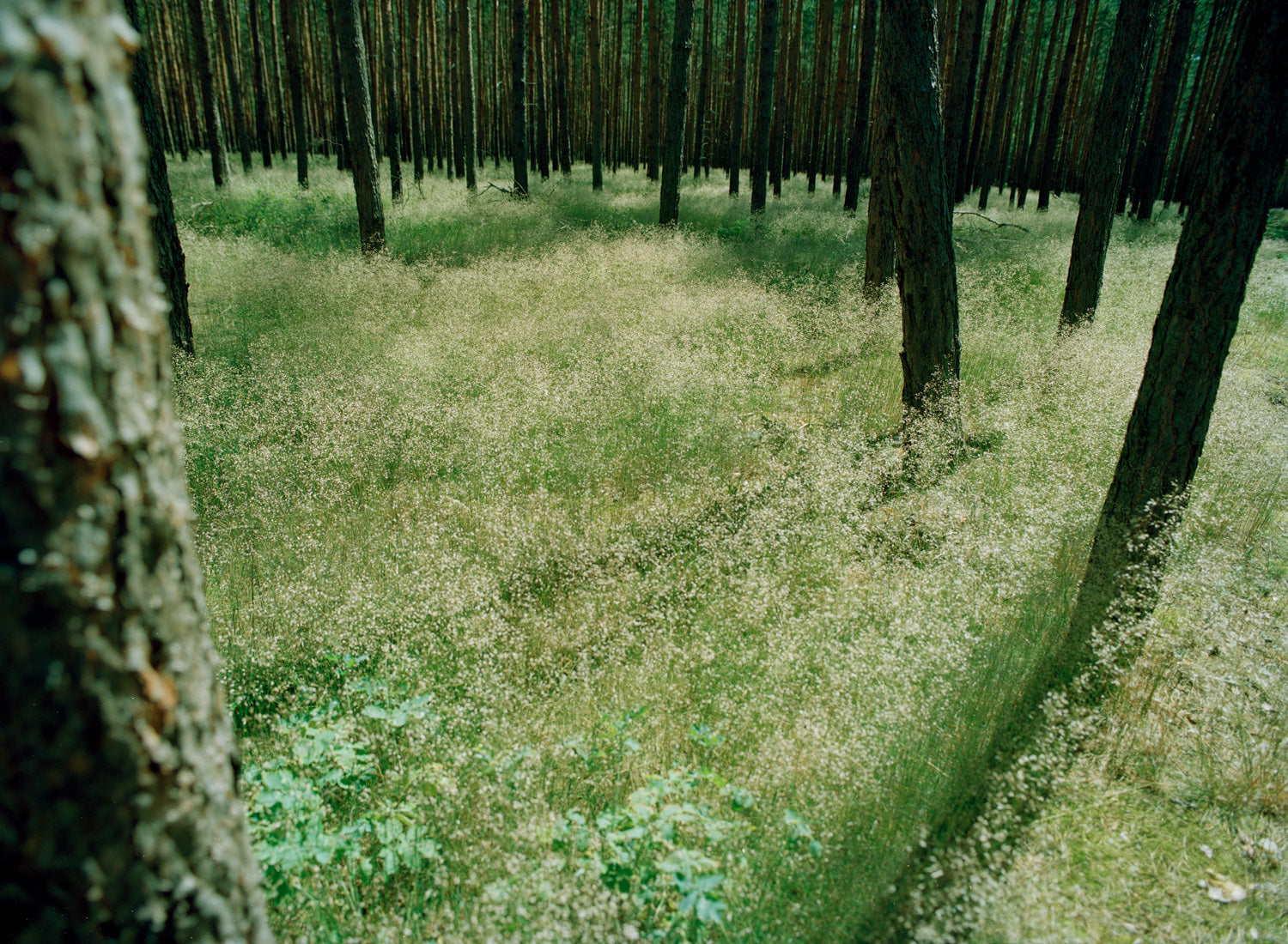 Forest and Light II