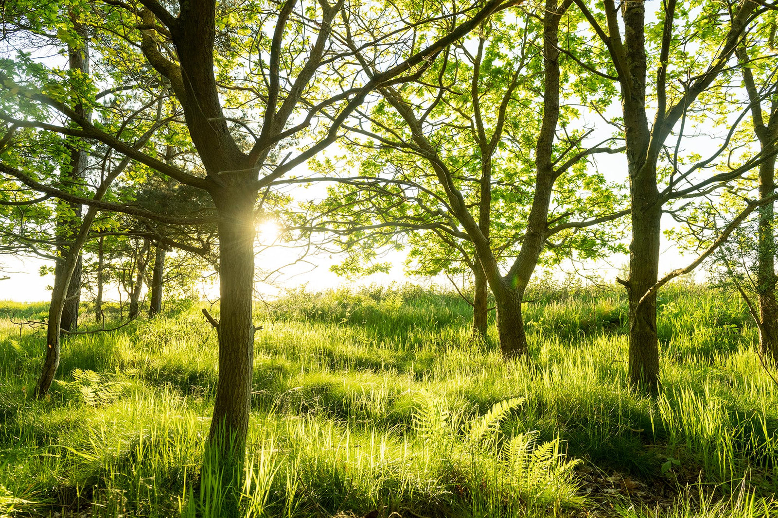 Forest edge on the island of ruegen, Deutschland
