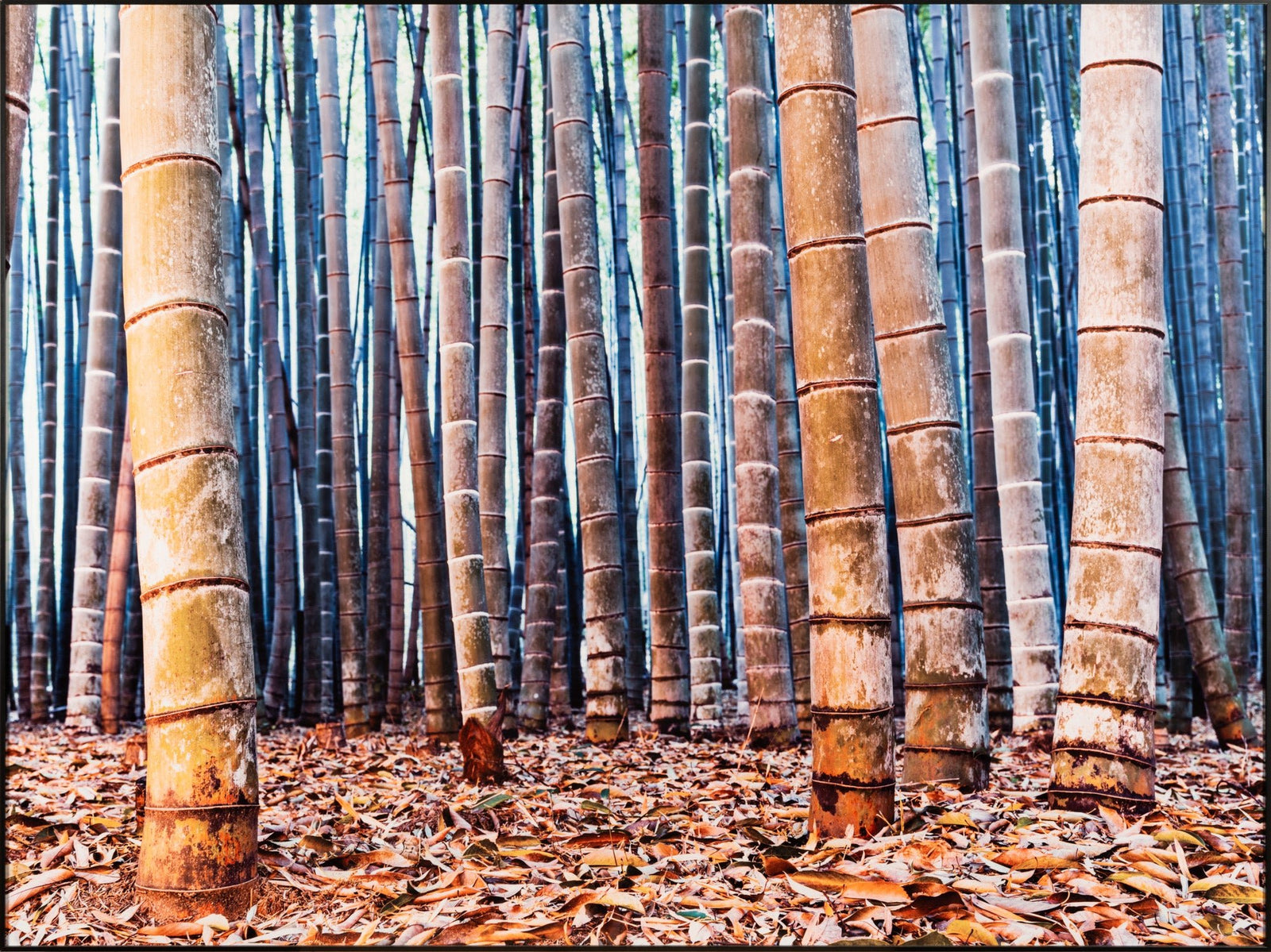 Bamboo twiligt 1, Japan