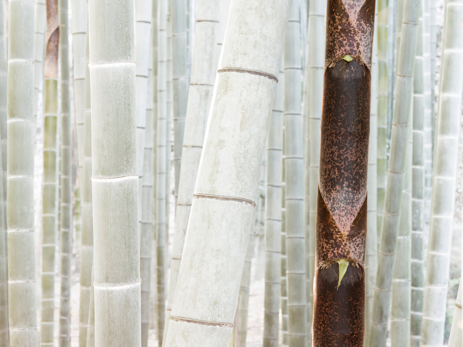 White Bamboo 4, Japan