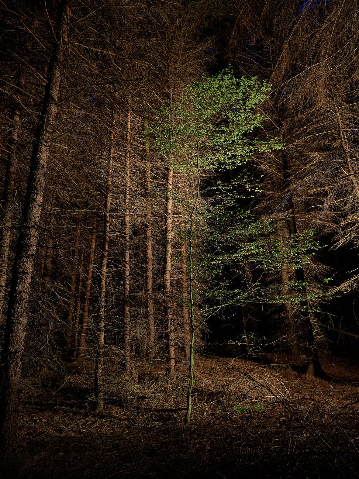 Green tree in a dark forest, Deutschland