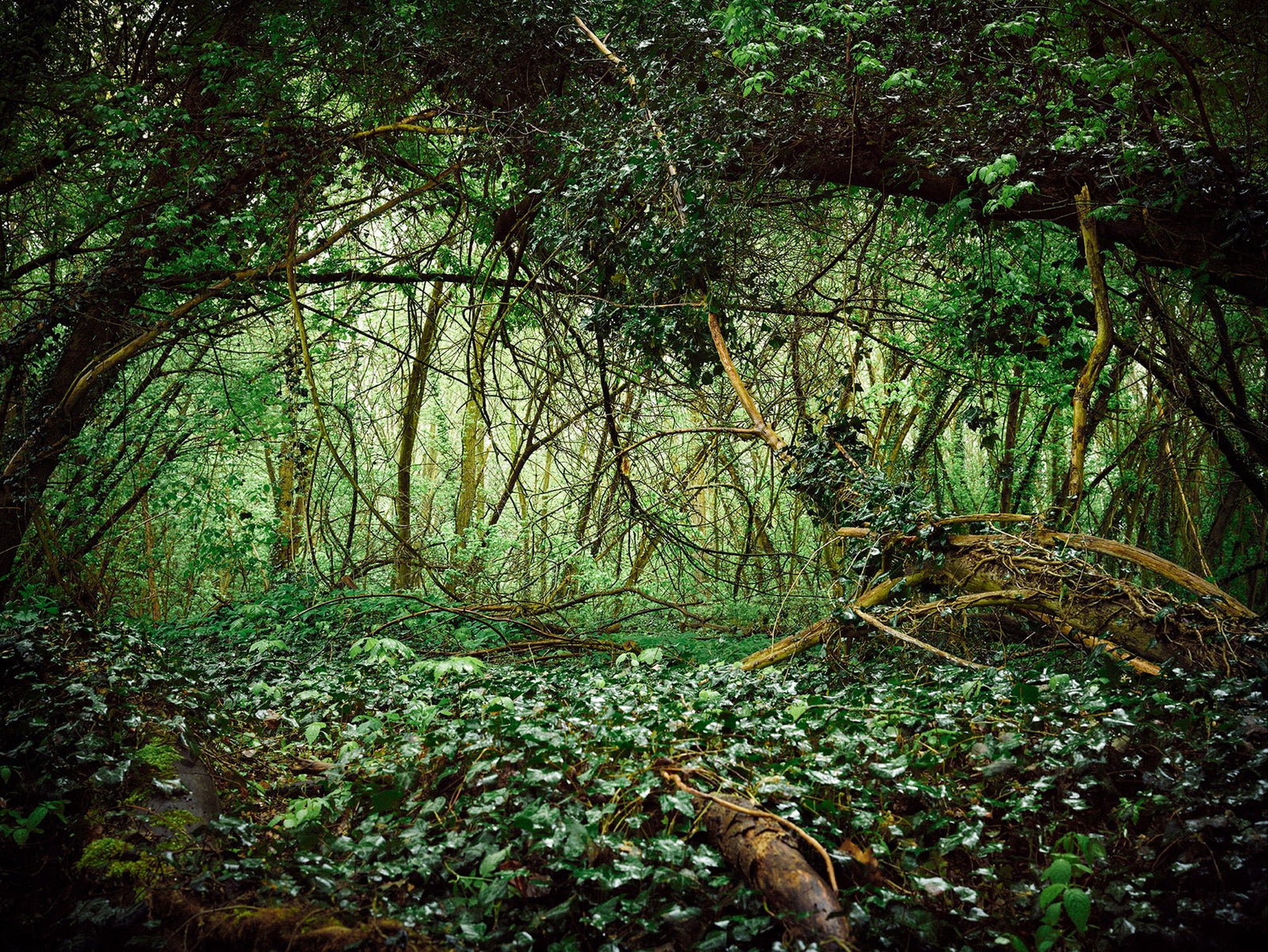Deutscher wald, Deutschland