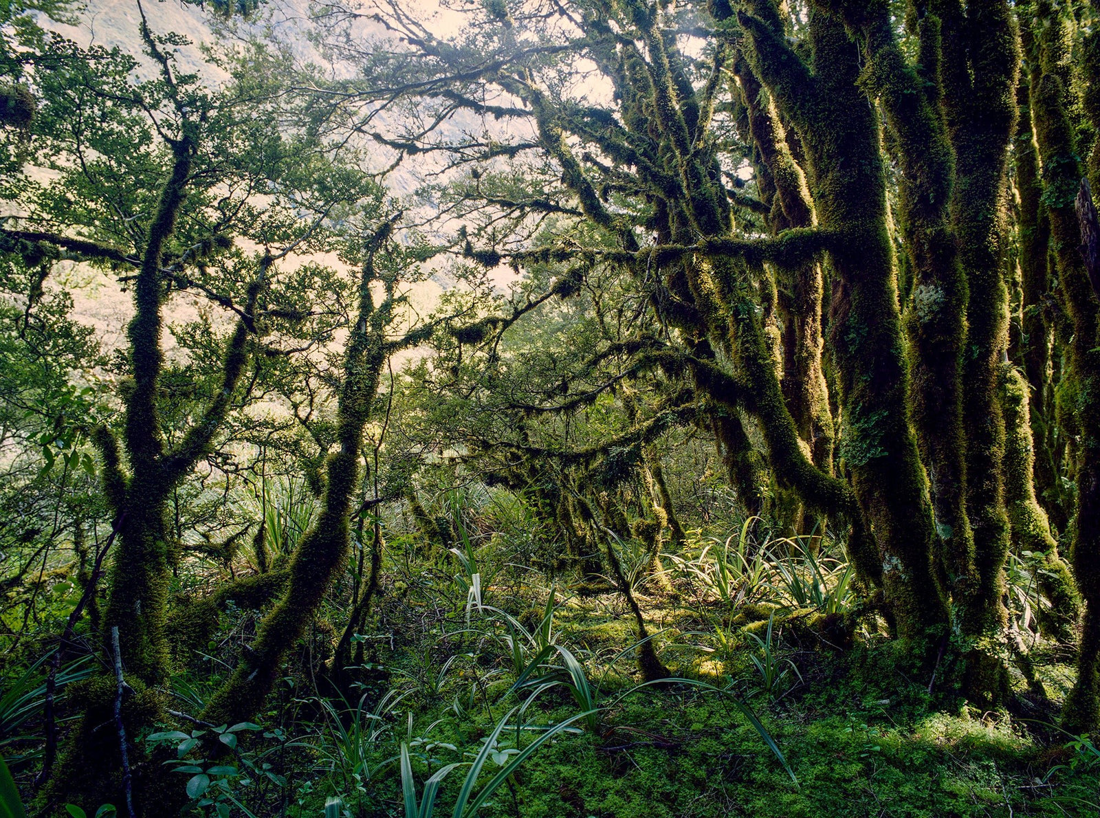 Rainforest 5, Neuseeland
