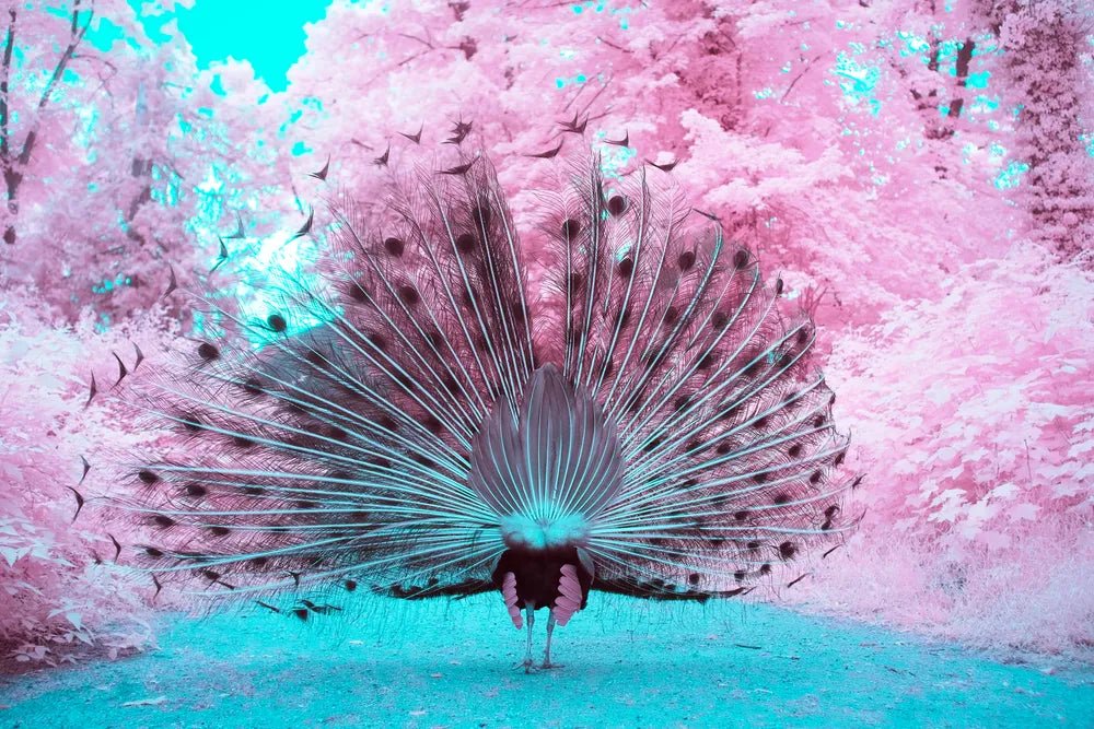 A majestic peacock #3, Deutschland