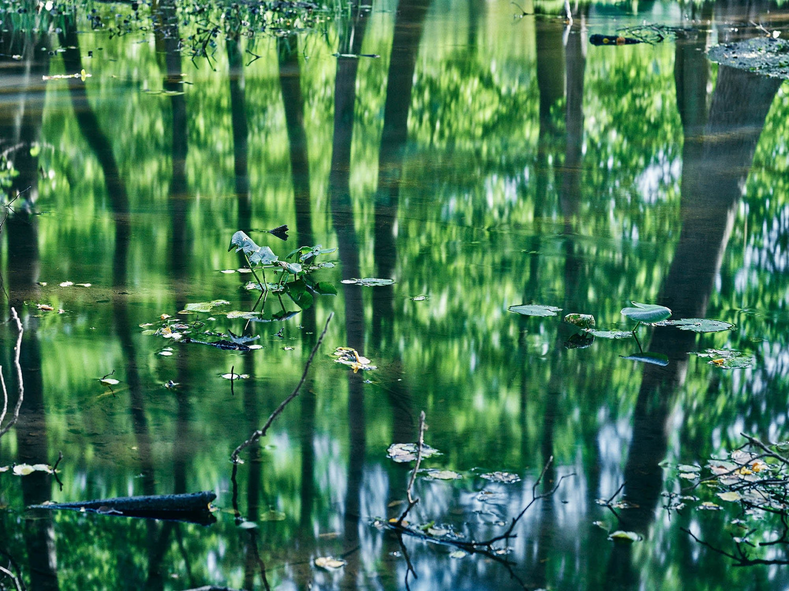 Reflections in the forest, Deutschland