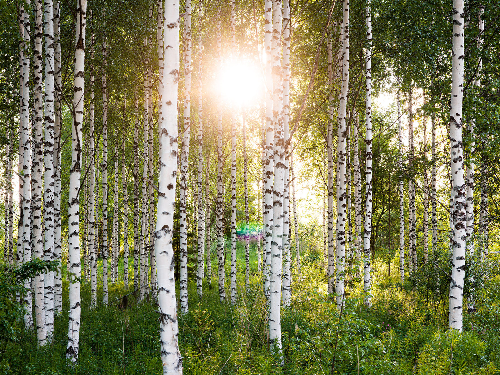 Atmospheric birch forest 4, Finnland
