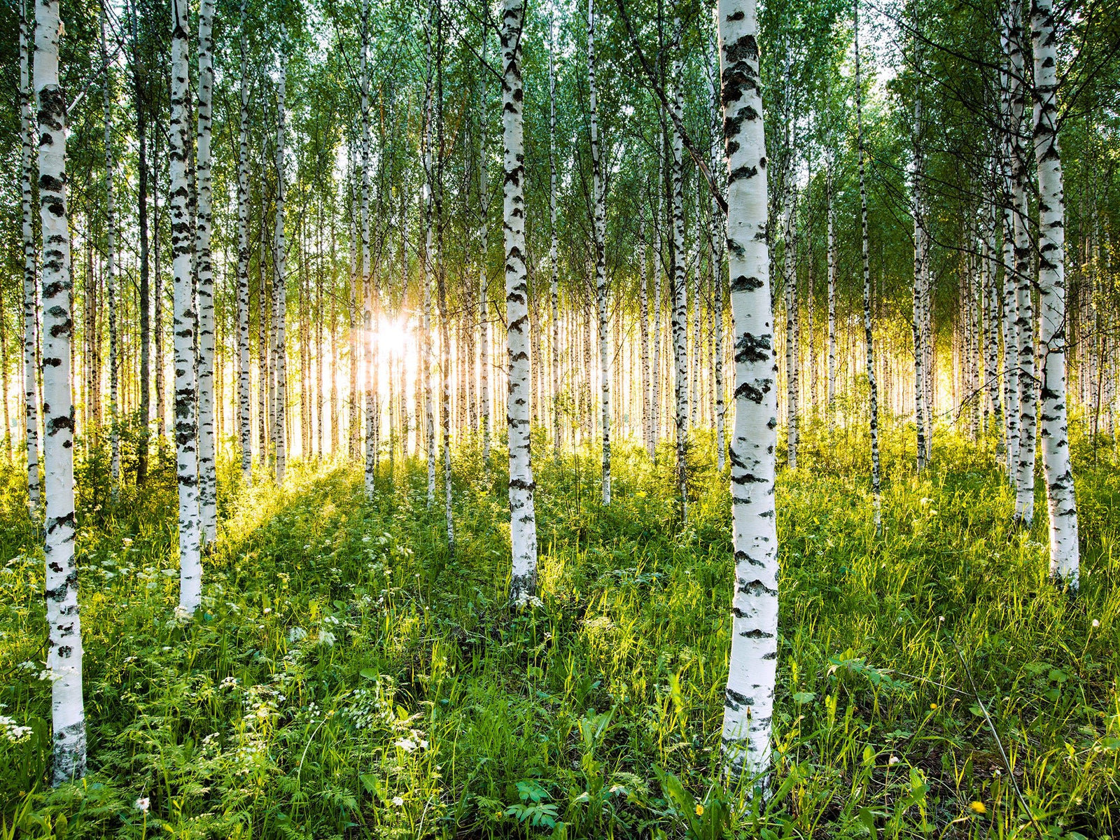 Atmospheric birch forest, Finnland