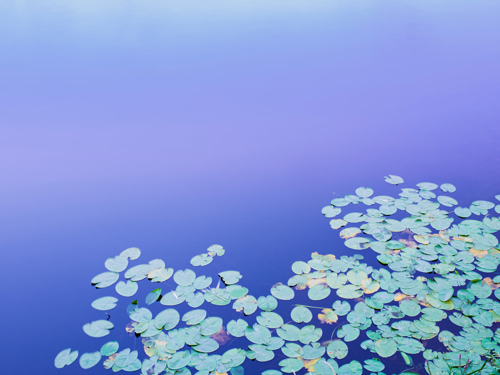 Water flowers, Deutschland