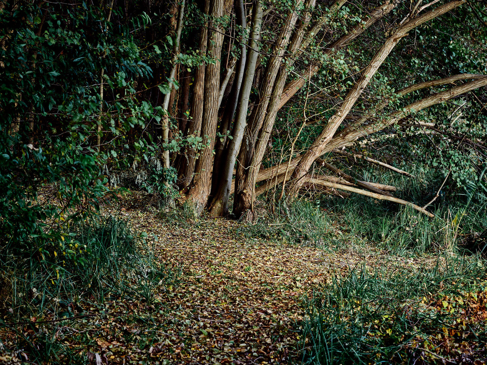 Deutscher Wald 4