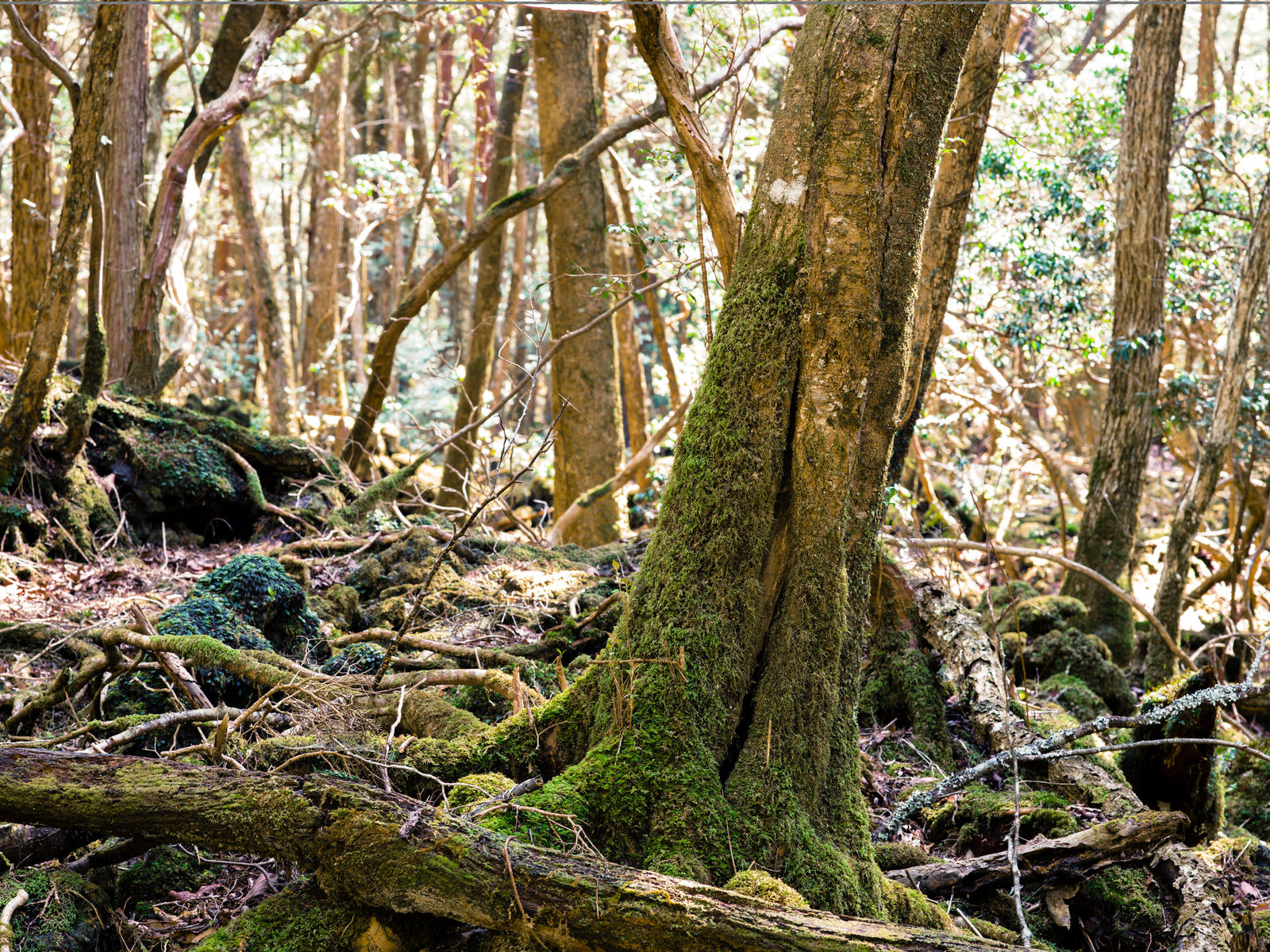 Aokigahara Forest 1