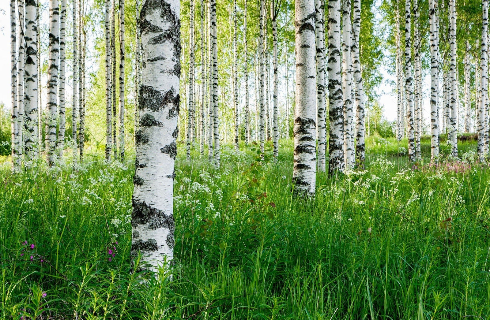 Birkenwald, Finnland