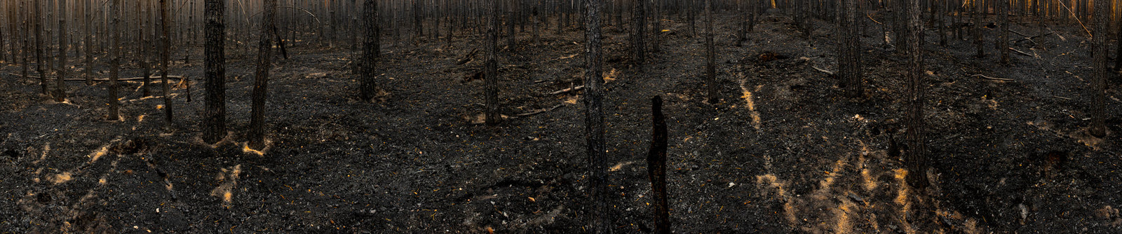 Burned Forest 2