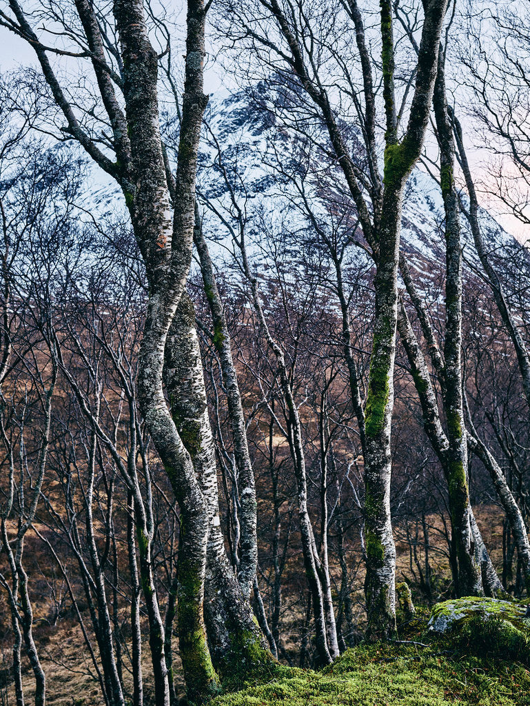 Birkenwald und Berg, Indien