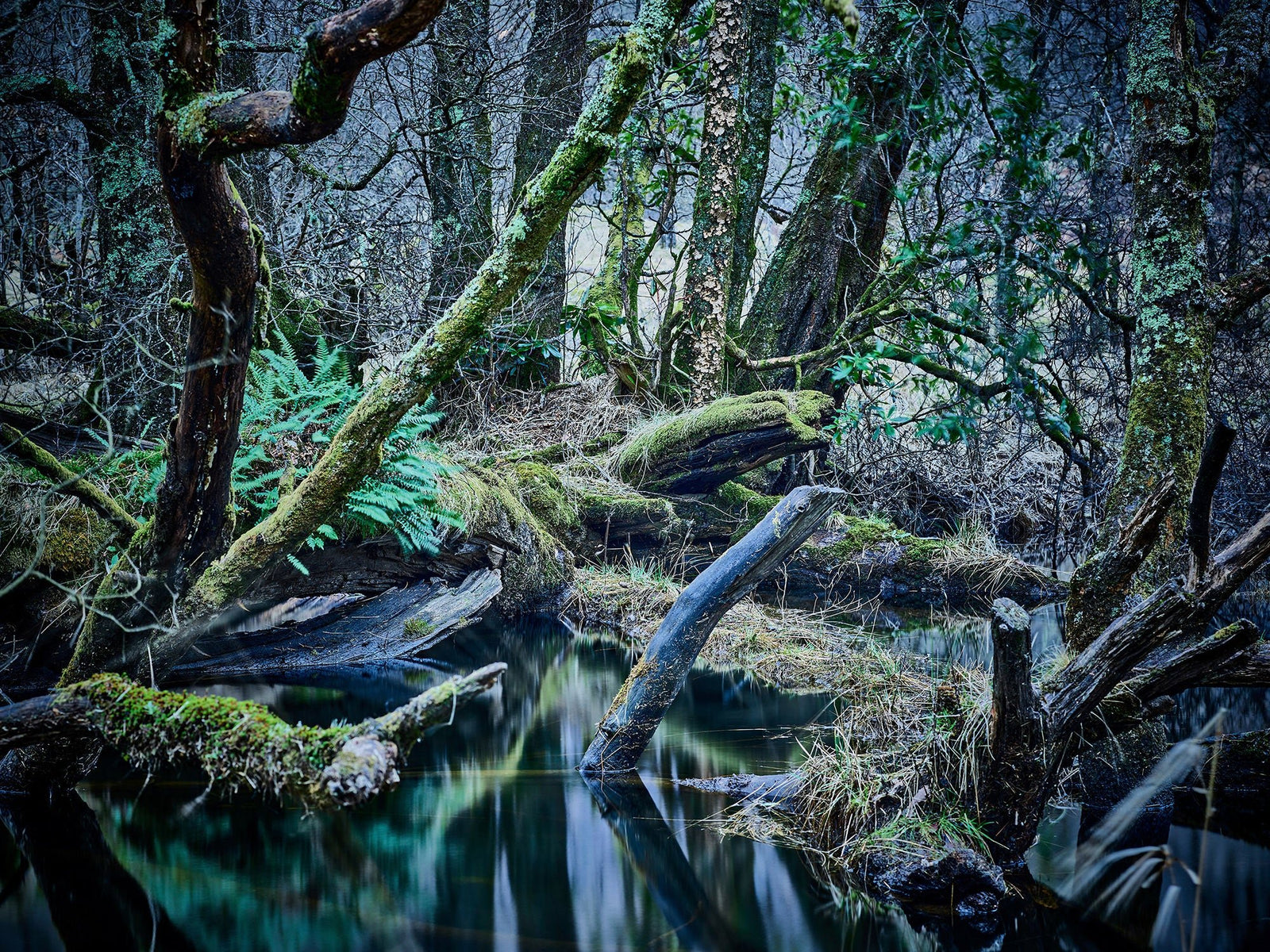 Oasis of silence, Schottland