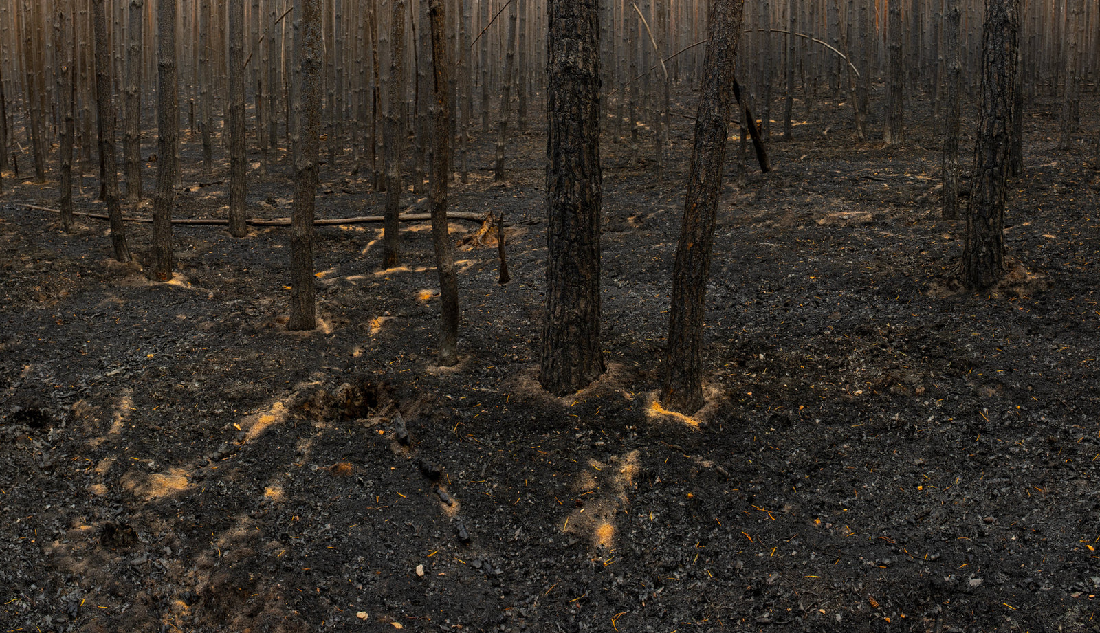 Burned Forest 4