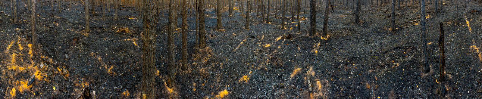 Burned Forest 1
