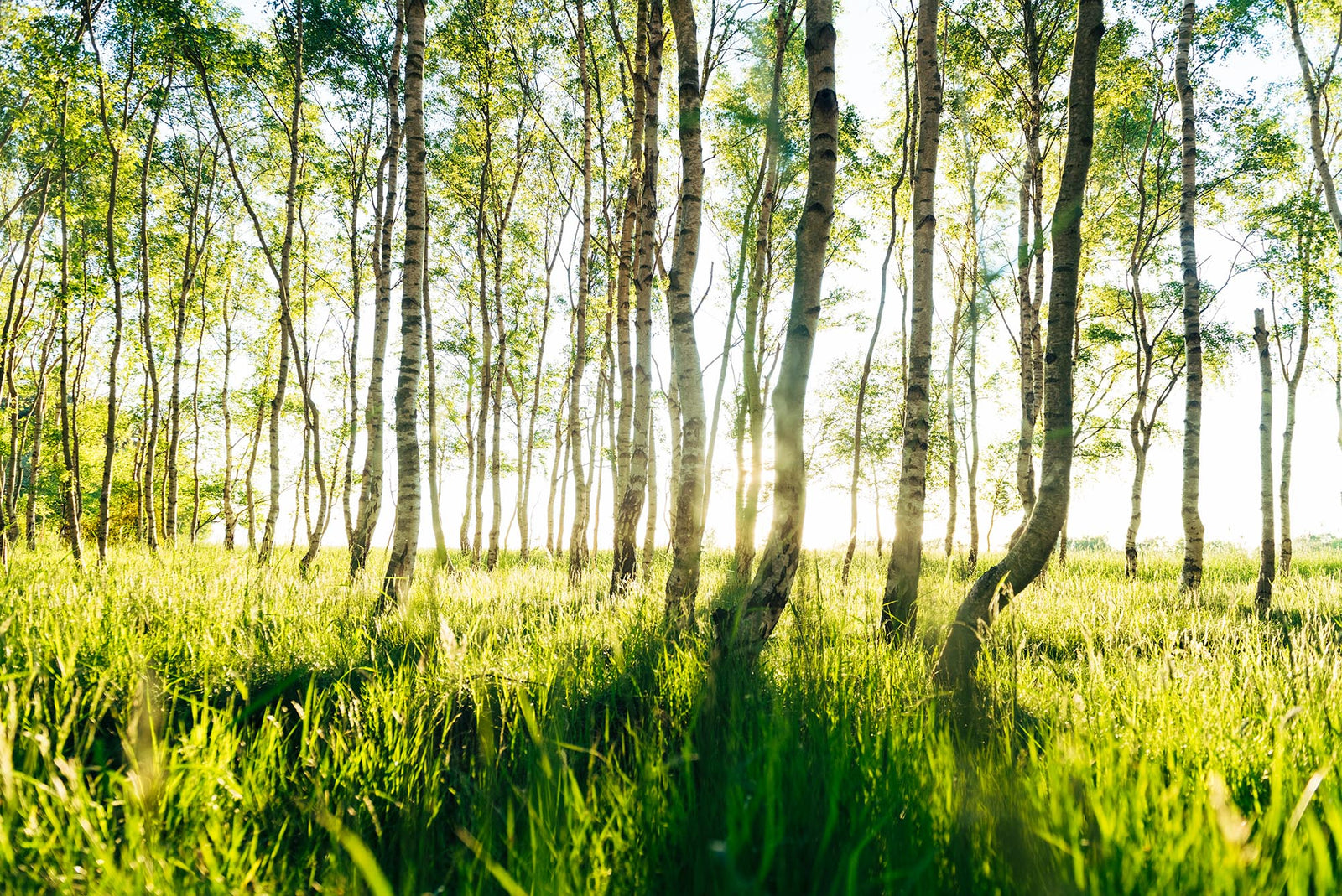 Birkenwald auf der insel rügen, Deutschland