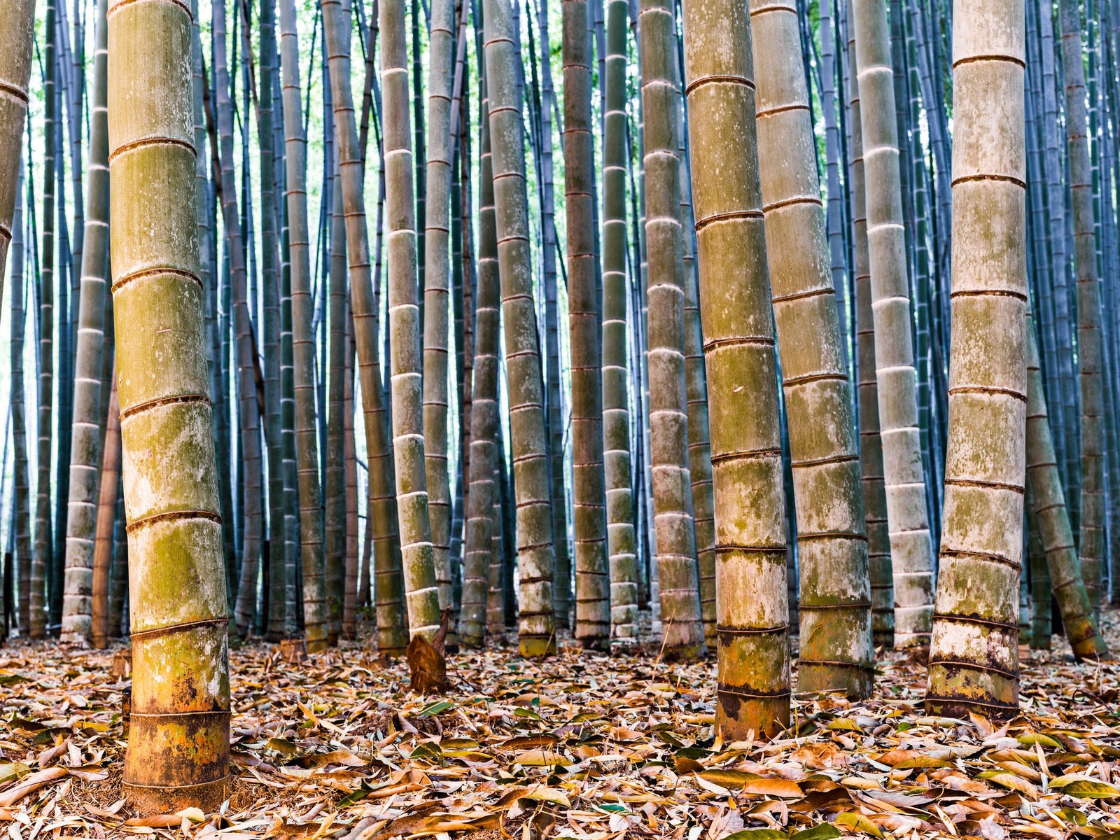 Bamboo Twiligt 1, Japan