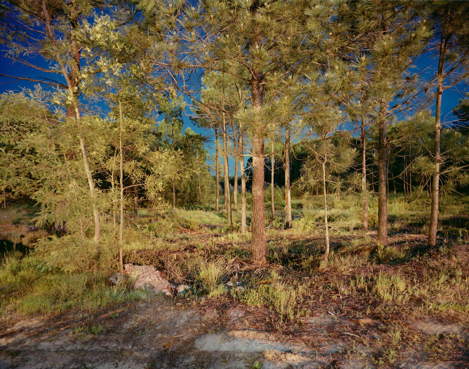 Electric Wood, Portugal