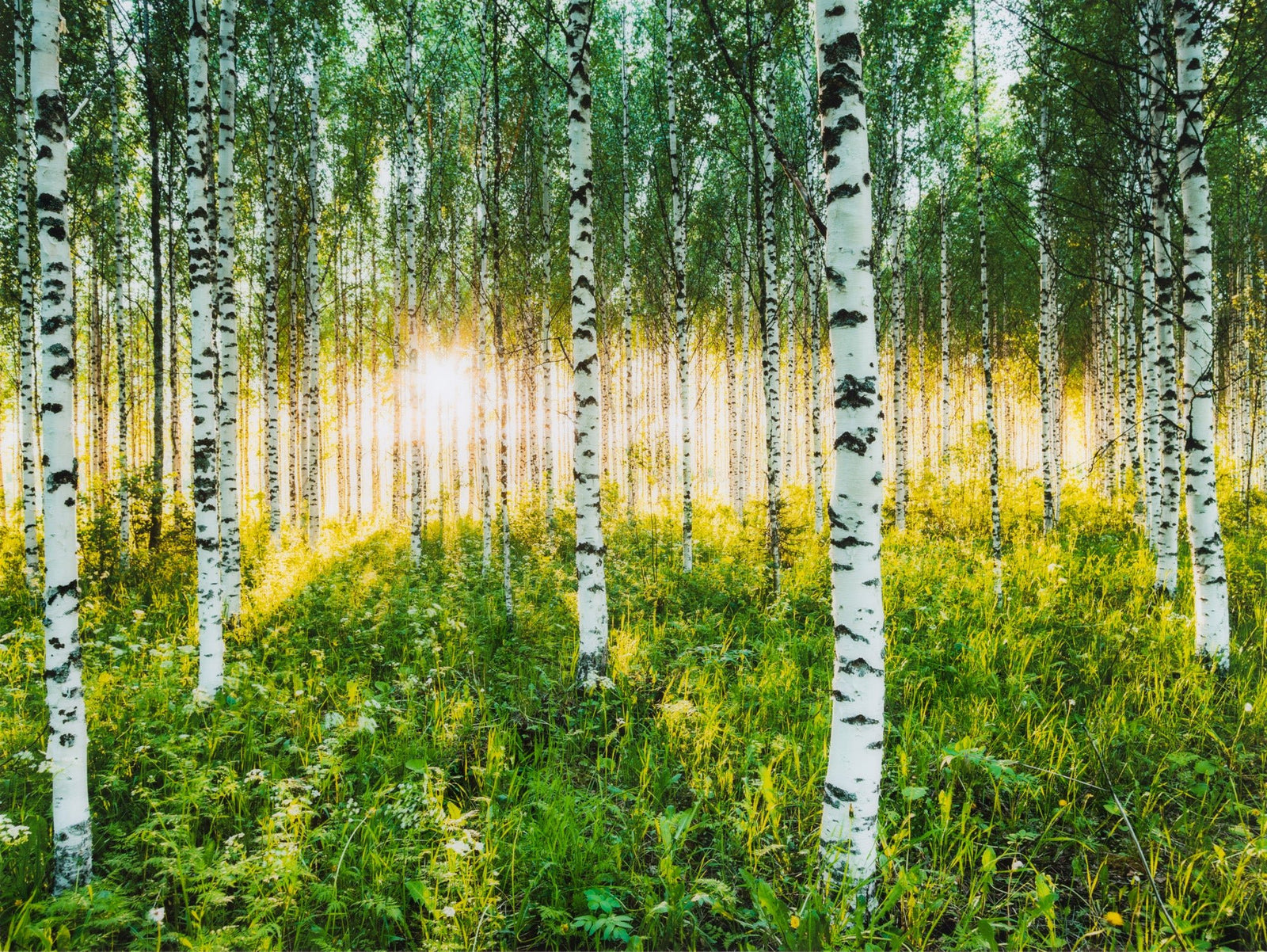 Atmospheric birch forest, Finnland