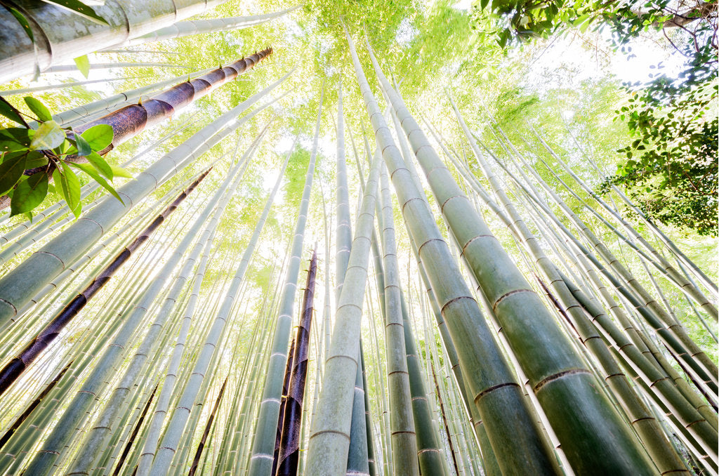 Looking Up In The Bamboo Forest 1, Indien