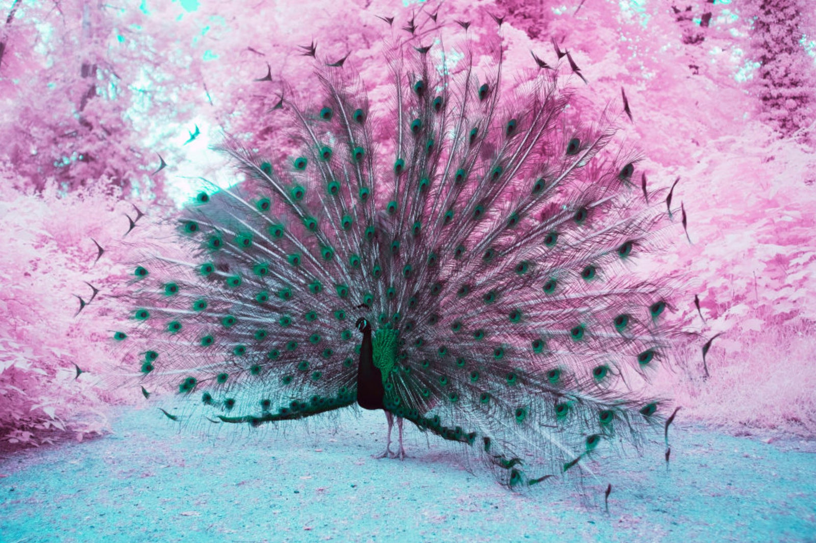 A majestic peacock, Deutschland