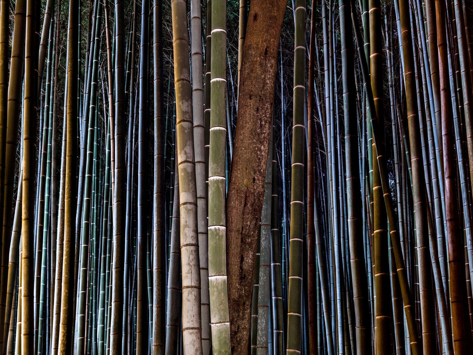 Bamboo twilight 2, Japan