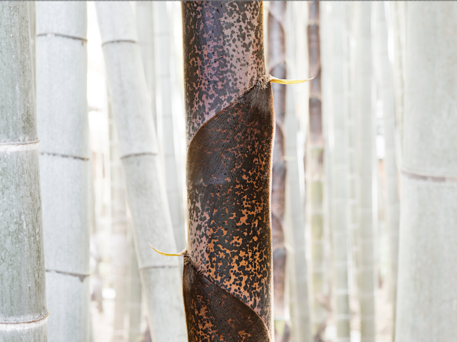 White Bamboo 2, Japan — André Wagner