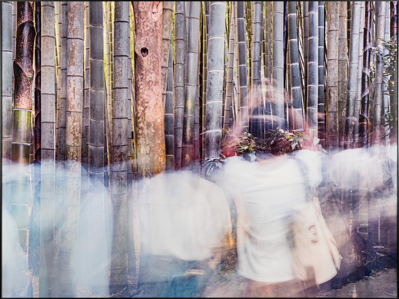 Cloudy people in a bamboo forest, Japan