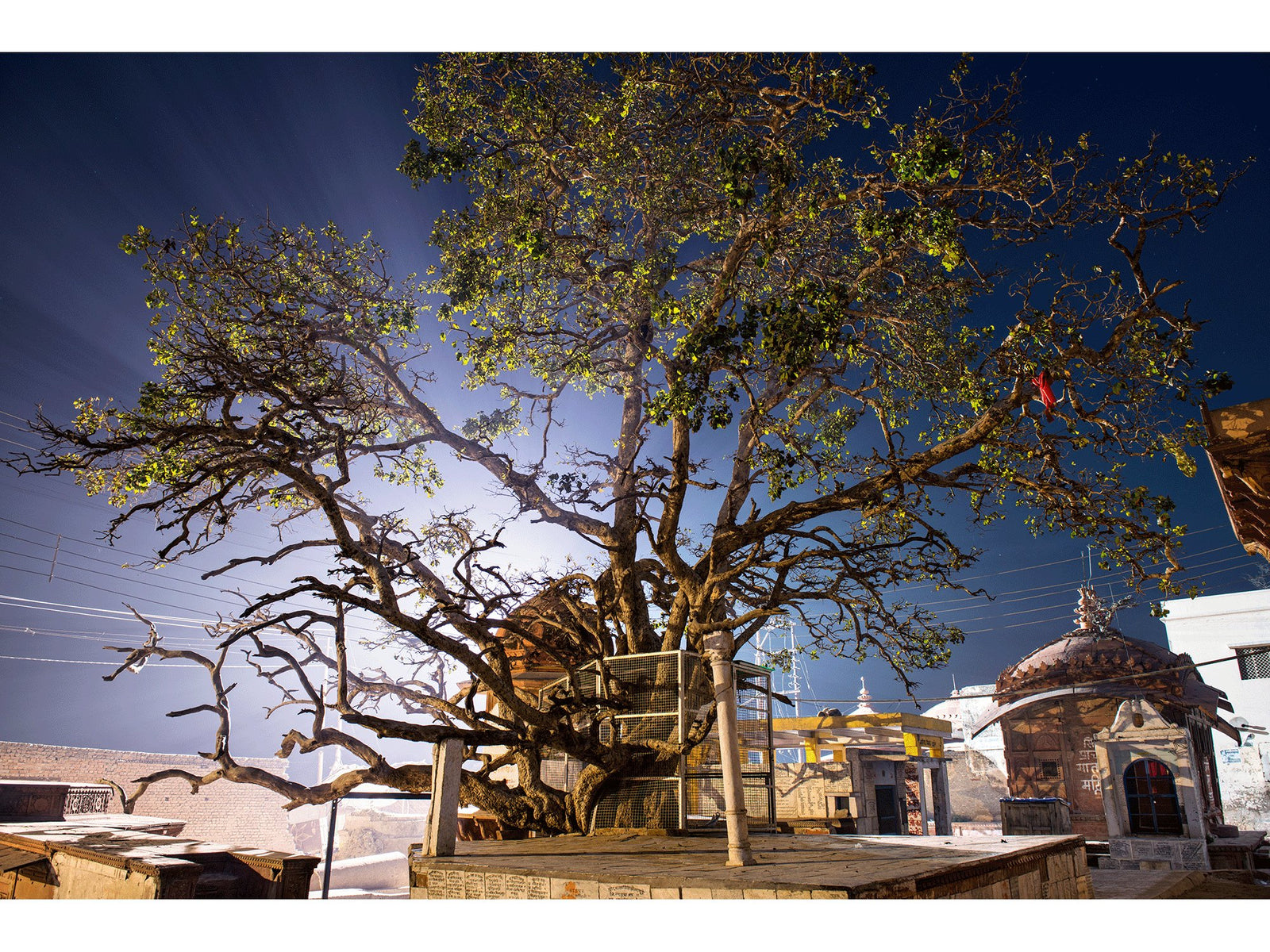 Krishna tree, Indien