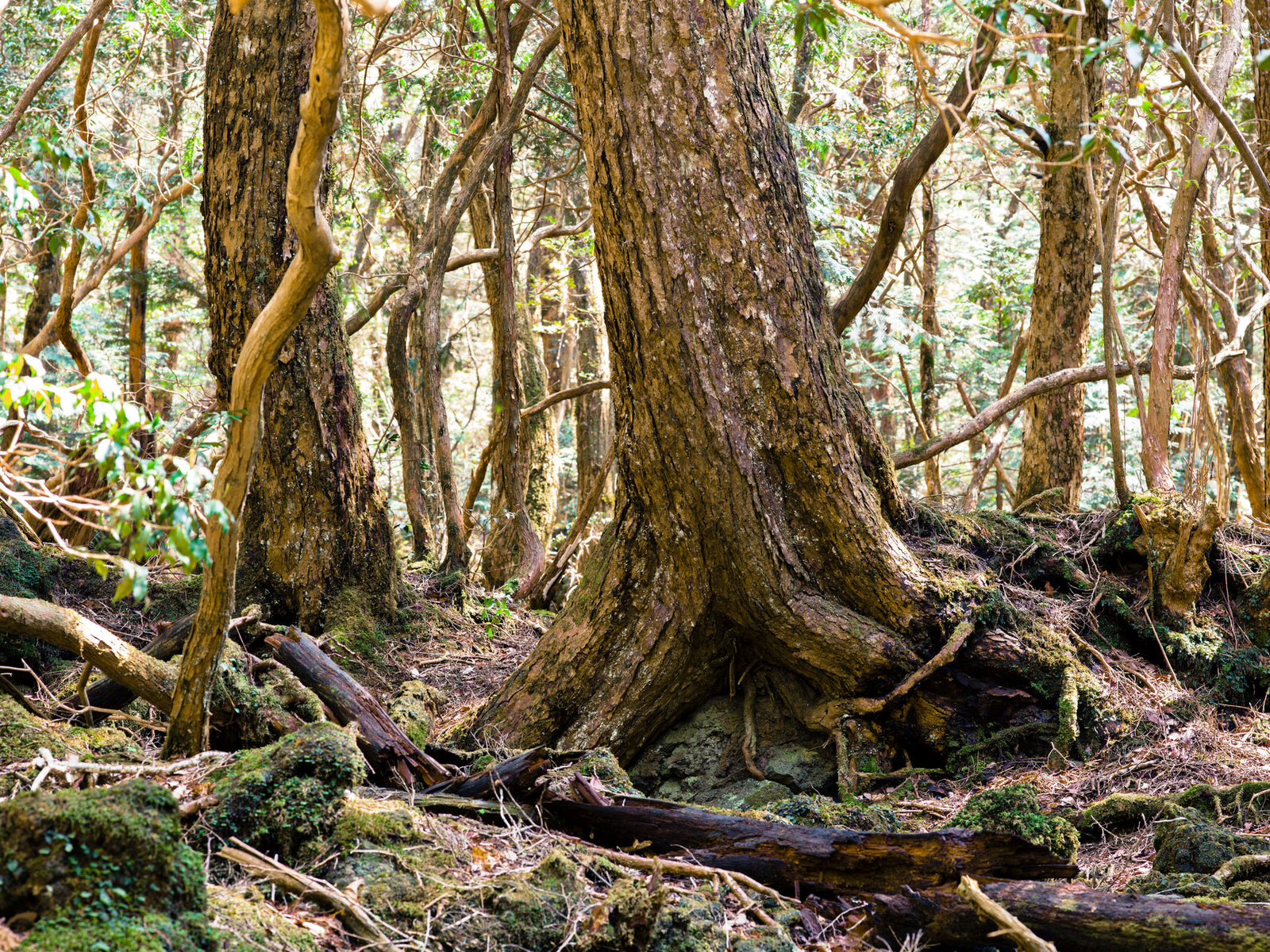 Aokigahara Forest 2
