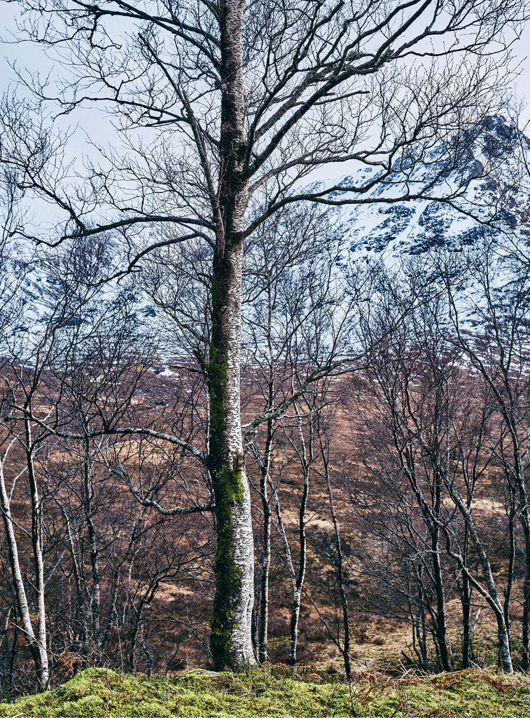 Birkenwald und Berg 2, Indien